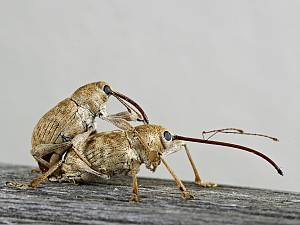 Curculio elephas