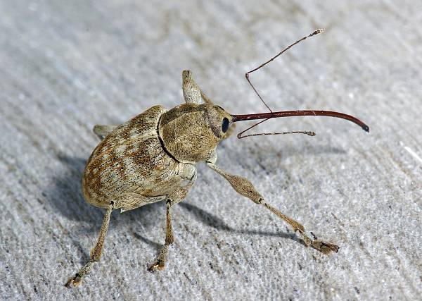 Curculio elephas