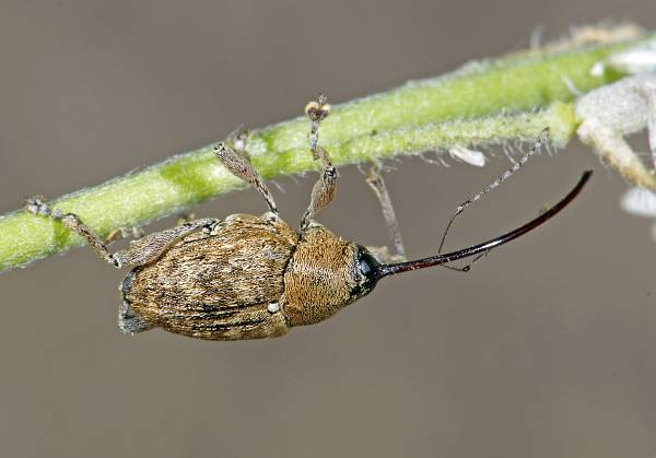 Curculio glandium