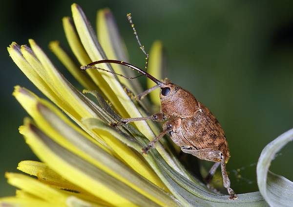 Curculio nucum