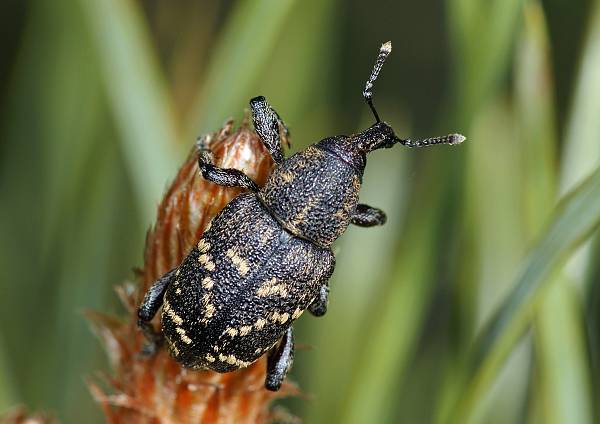 Hylobius abietis