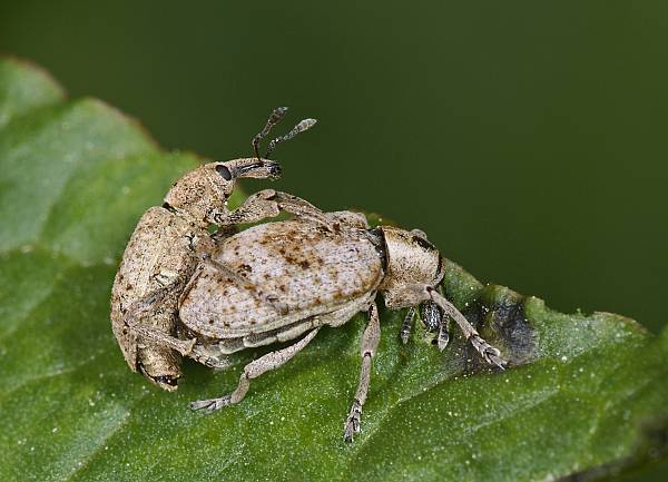 Hypera adspersa