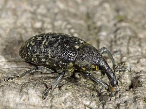 Larinus sturnus