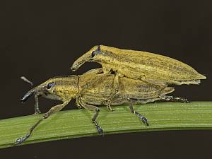 Lixus algirus