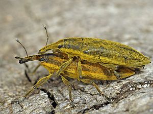 Lixus iridis