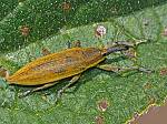 Lixus iridis