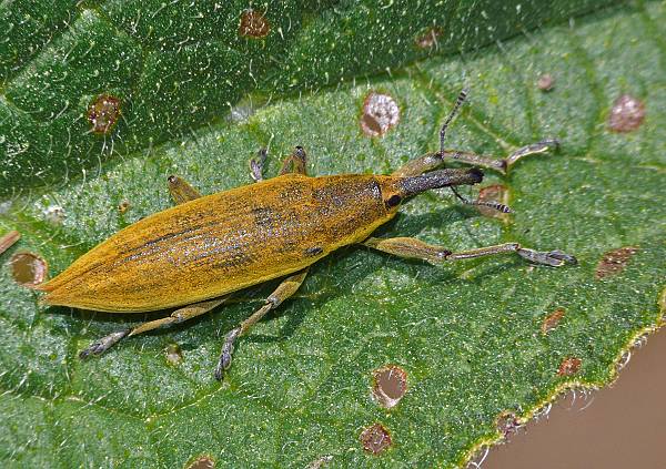 Lixus iridis