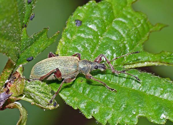 Phyllobius calcaratus