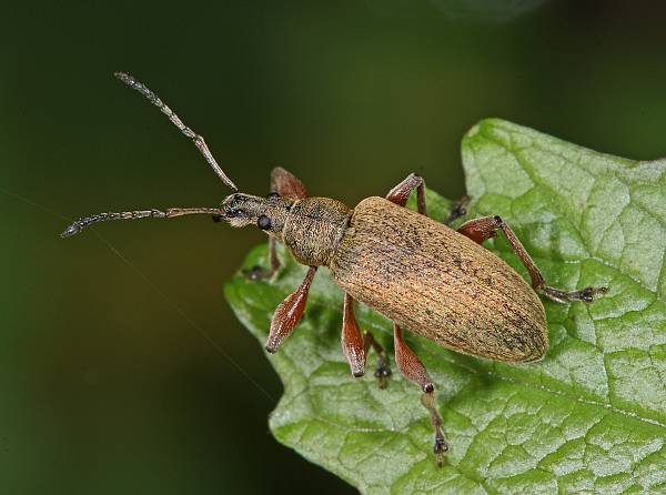 Phyllobius maculicornis