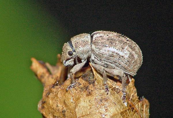 Strophosoma capitatum