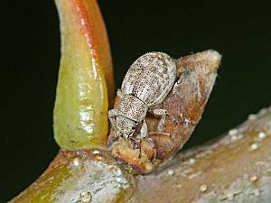 Strophosoma capitatum