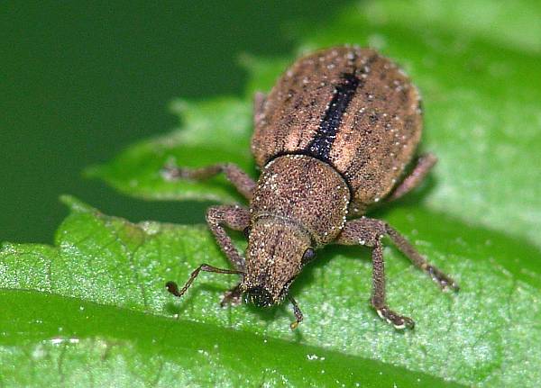 Strophosoma melanogrammum