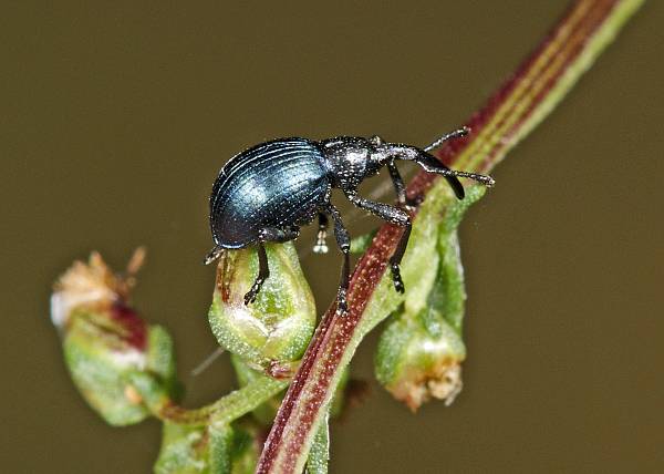 Taphrotopium sulcifrons