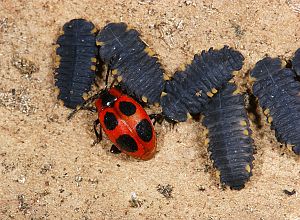 Endomychus coccineus