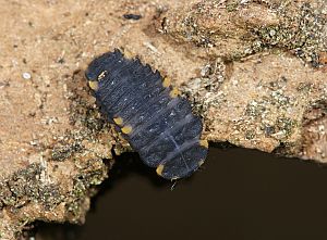 Endomychus coccineus