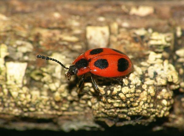 Endomychus coccineus