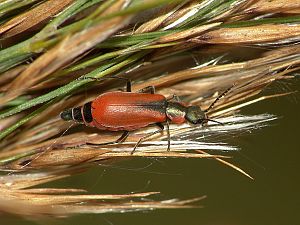 Anthocomus coccineus