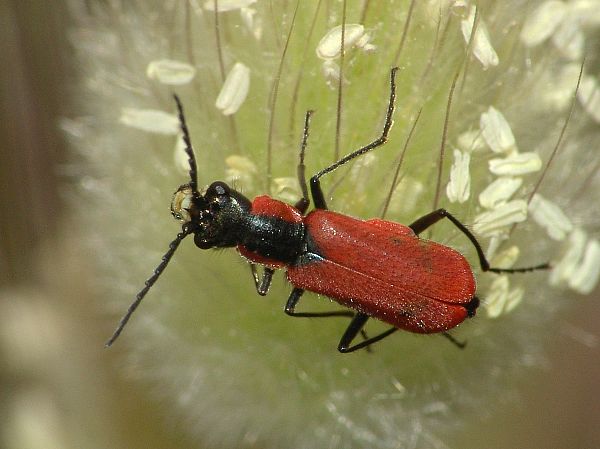 Anthocomus coccineus