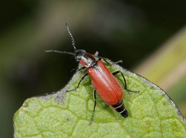 Anthocomus coccineus