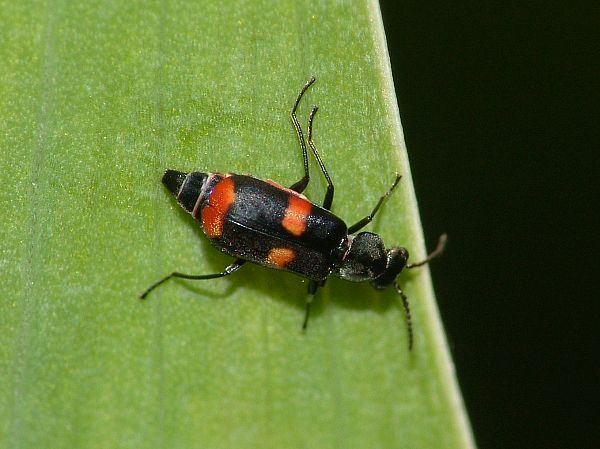 Anthocomus fasciatus