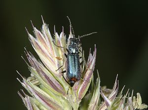 Malachius bipustulatus