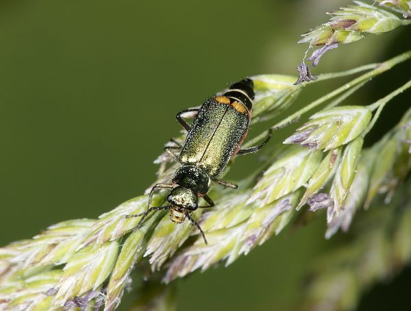 Malachius bipustulatus