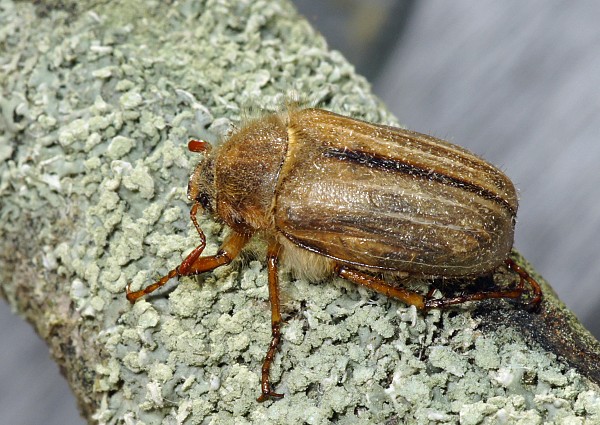 Amphimallon solstitiale