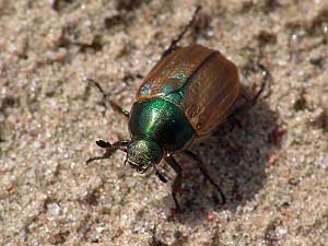 Anomala dubia