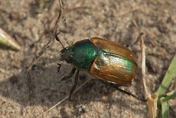 Anomala dubia