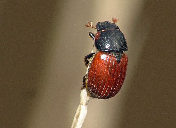 Aphodius fimetarius