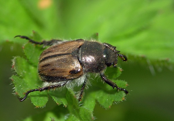 Blitopertha majuscula