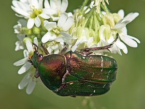 Cetonia aurata