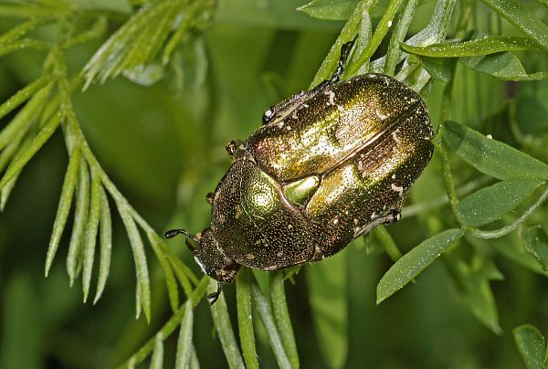 Cetonia aurata