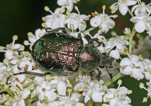 Gnorimus nobilis