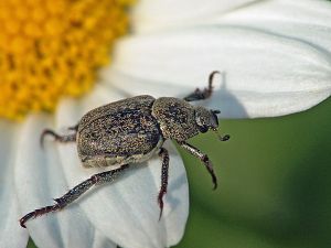 Hoplia philanthus