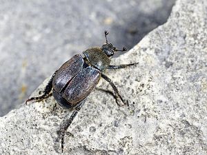 Hoplia philanthus