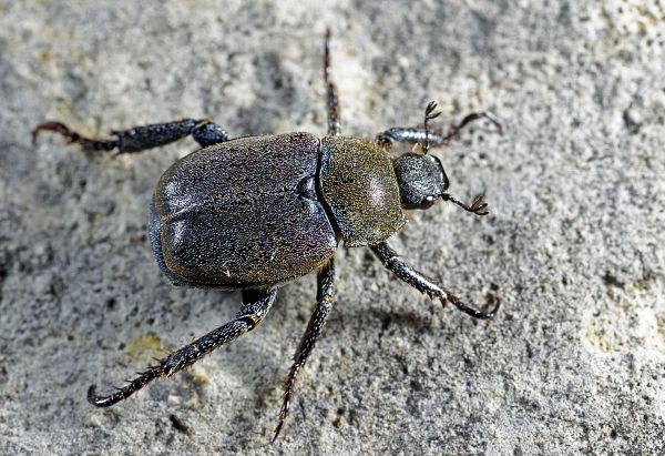 Hoplia philanthus