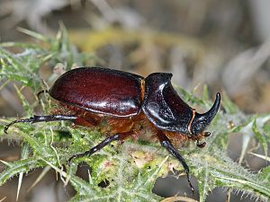 Oryctes nasicornis