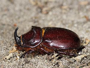 Oryctes nasicornis