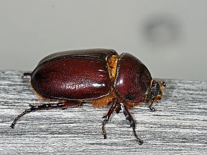 Oryctes nasicornis