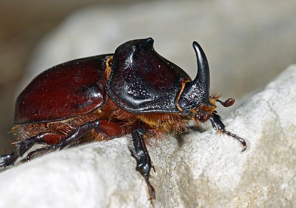 Oryctes nasicornis