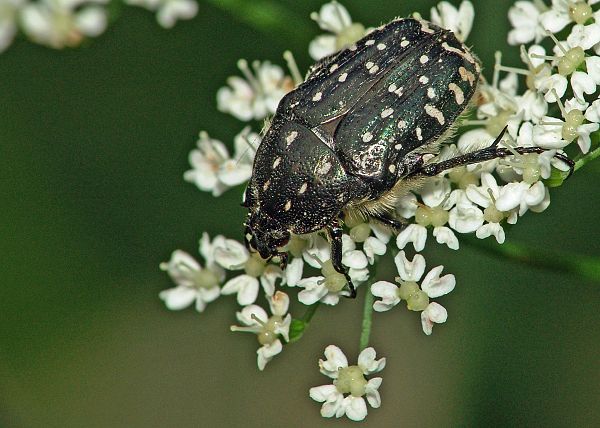 Oxythyrea funesta