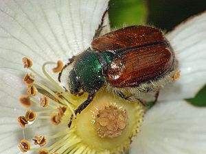 Phyllopertha horticola