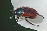 Phyllopertha horticola