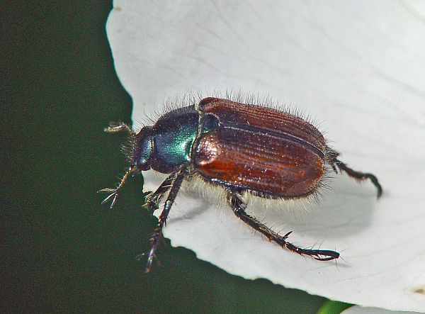 Phyllopertha horticola