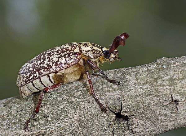 Polyphylla fullo M