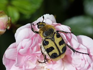 Trichius fasciatus