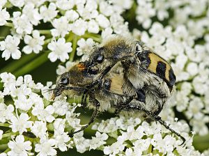 Trichius fasciatus