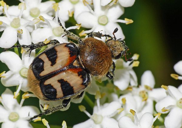 Trichius fasciatus