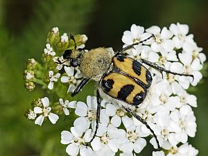 Trichius zonatus